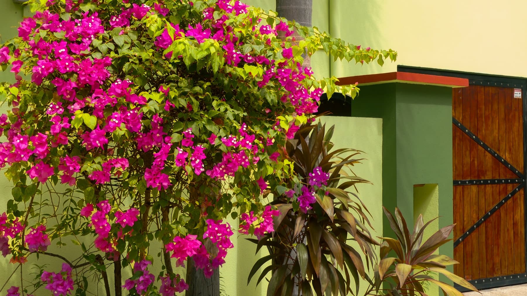 Bugambilia fucsia y vegetación ornamental junto a una entrada de madera en Casa Colibrí.